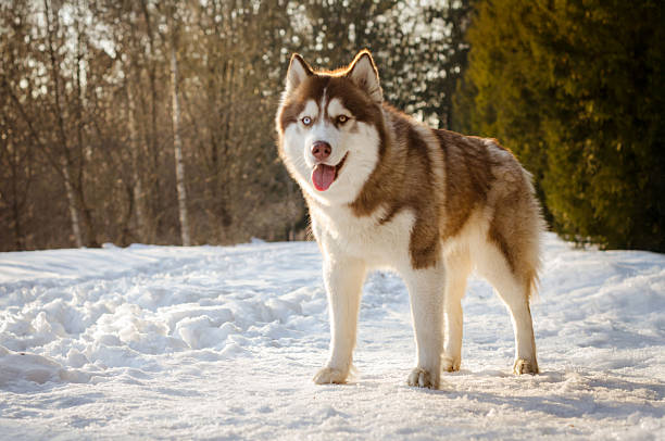 istock Siberian husky in snowy forest, bright winter day 2225794641