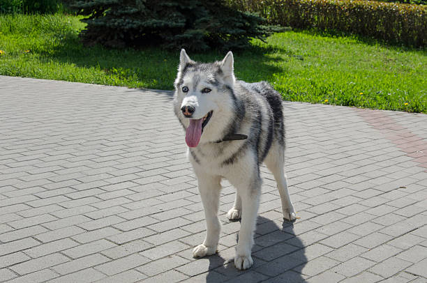 istock Siberian husky standing on sunlit paved pathway 2225794663