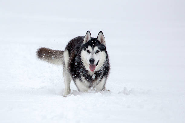 istock Husky in snowy landscape with falling snowflakes 2225794704