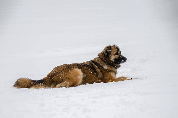 Brown dog lying in crisp white snow, creating serene scene. Overcast sky casts soft light, enhancing calm ambiance. Snowflakes gently fall, landing on fur