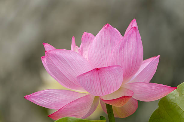 istock Elegant Pink Lotus in Full Bloom 2225796023