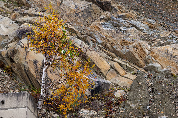 An autumn display featuring a bright yellow birch tree standing against the rugged rocks of a mountainous slope. This scenic composition highlights the delicate beauty of nature contrasted with the rough, craggy terrain, accentuating themes of adaptability and resilience.