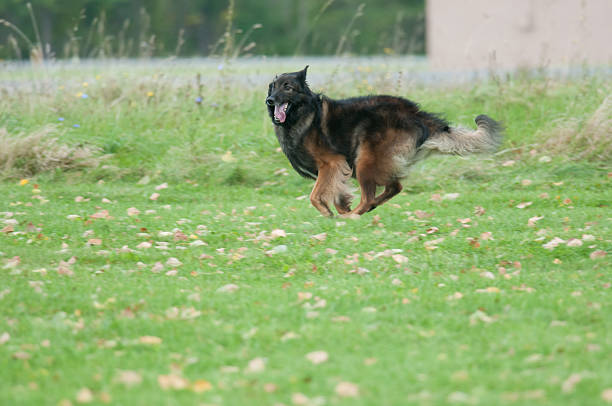 Belgian Tervuren running and playing outside at a park