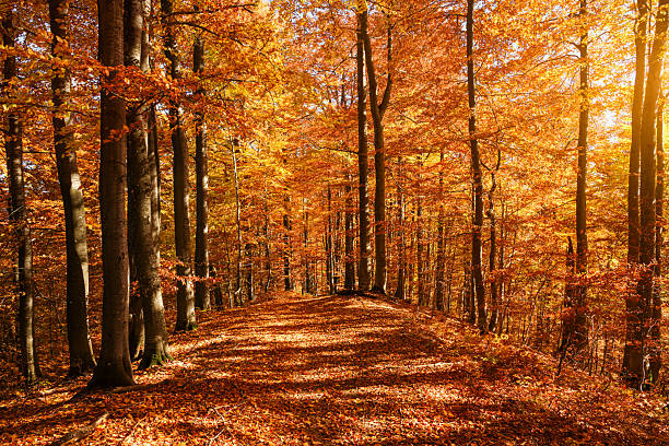 Autumn beech woods glowing in soft golden light with dark trunks and colorful leaves. Sunset forest scene filled with vibrant seasonal tones
