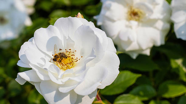 In a lively garden, a bee diligently collects pollen from the delicate petals of a white rose. Sunlight illuminates the scene, enhancing the natural beauty of blooming flowers and busy pollinators.