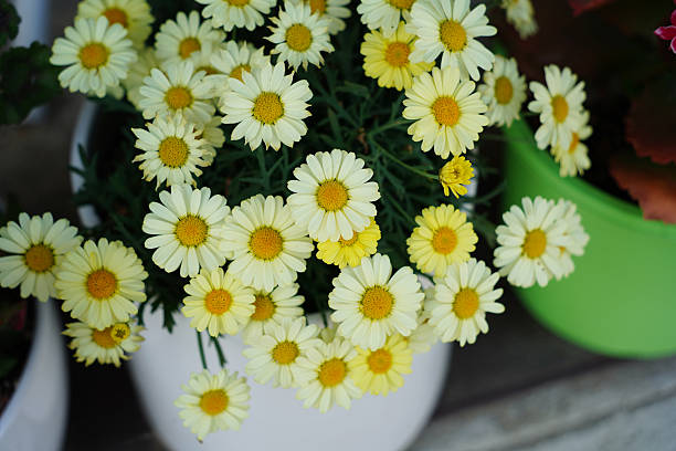 White Daisies in a White Pot A Cheerful Floral Display