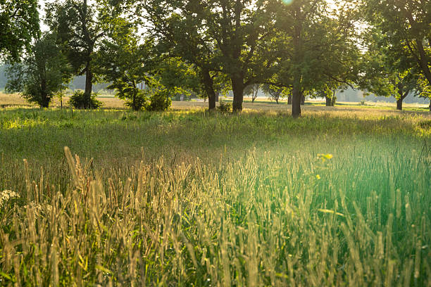 istock Idyllic countryside landscape with tall grass and sunlit trees in warm summer evening light, natural rural scene with soft glow and peaceful atmosphere for eco lifestyle themes 2225799646