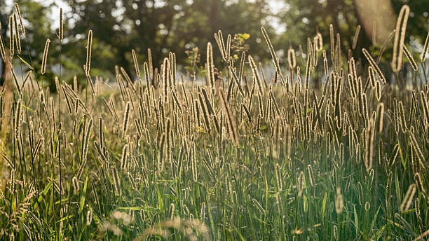 Golden wild grass meadow glowing in soft evening sunlight, peaceful summer nature background with natural backlight and warm tones, perfect for wellness and design themes