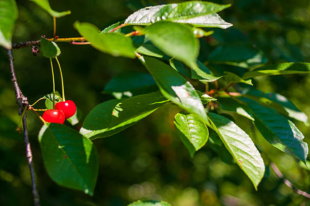 Bright red cherries dangle delicately from a tree branch, surrounded by vibrant green leaves. Sunlight enhances the vivid colors, casting playful shadows that create a rich and textured background. The natural composition captures the essence of a serene summer day in a peaceful orchard setting.