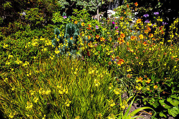 Beautiful wildflower garden displaying bright vivid colours of summer