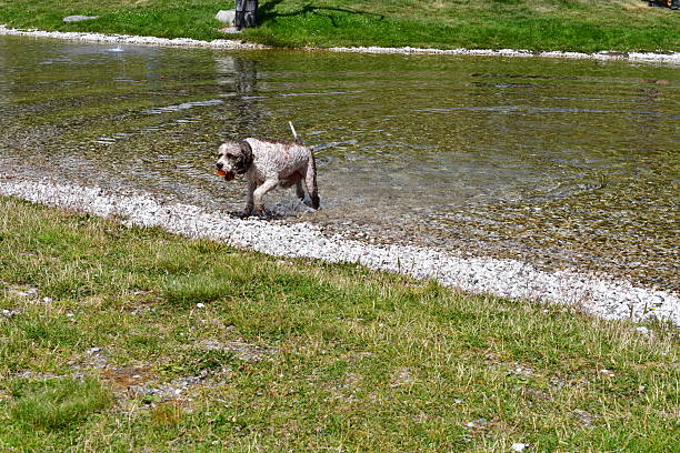 Ein Lagotto Romagnolo Hund hat Spaß