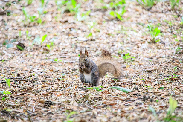 istock Cute Wild Squirrel Eating Nut on Forest Ground, Sapporo, Hokkaido, Japan 2225802363