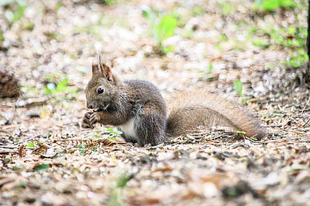 istock Cute Wild Squirrel Eating Nut on Forest Ground, Sapporo, Hokkaido, Japan 2225802389