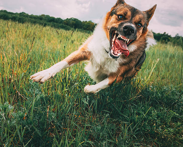 istock Angry Aggressive Mad Dog Running Outdoors In Green Meadow On Camera 2225803067