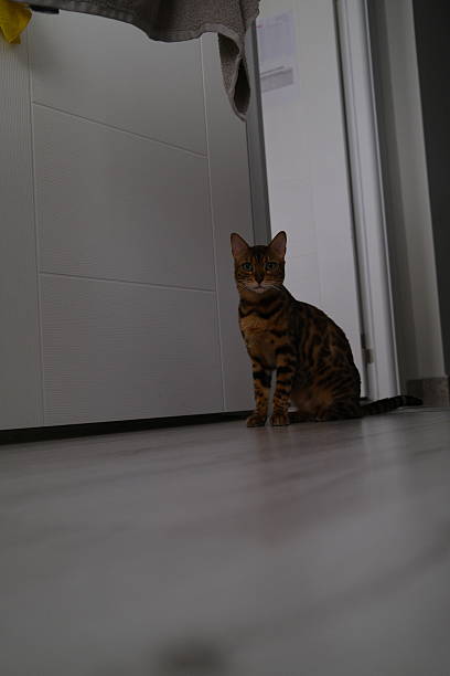 istock Bengal Cat Standing on Shiny Floor in Modern Kitchen 2225804436