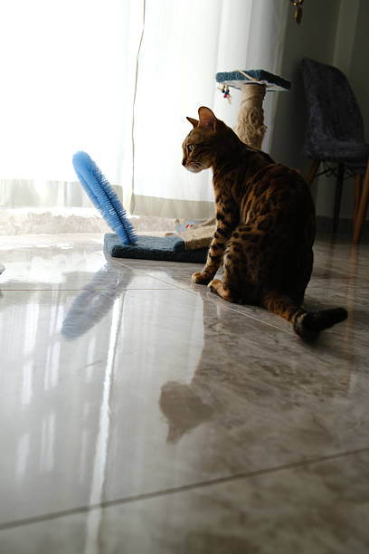 Elegant Bengal cat with a spotted coat and vivid green eyes standing on a glossy floor in a modern kitchen interior. The domestic feline is alert and curious, embodying the grace and wild beauty of the breed in a contemporary home setting.