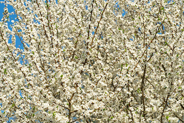 White spring flowers on a blooming cherry tree branch with small blossoms and vibrant blue sky. Nature background for seasonal design.