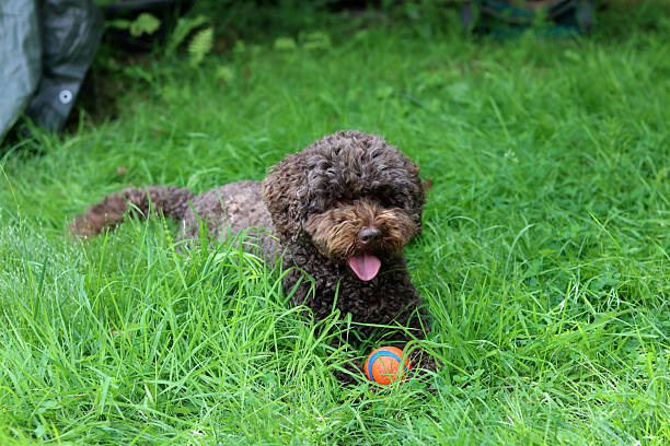 istock Brown poodle puppy 2225805815