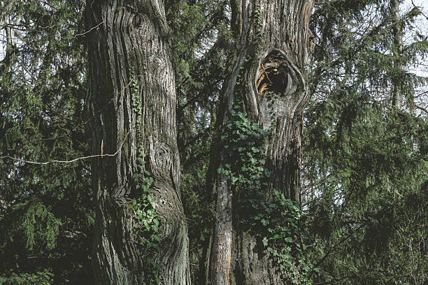 ivy covered beautiful dreamy enchanted forest detail with old tree bole springtime .