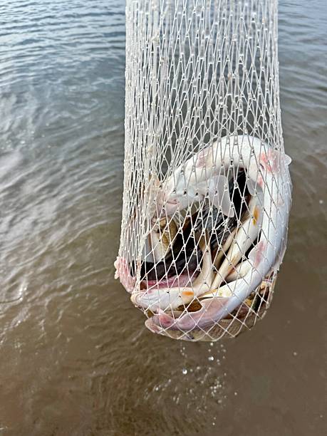 Multi Species Ocean Catch”