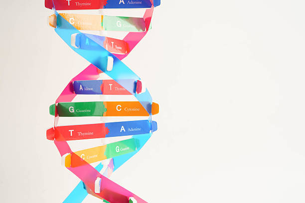 istock DNA molecule spiral structure model isolated on white background, chromosome and gene chemical science biology. 2225809404
