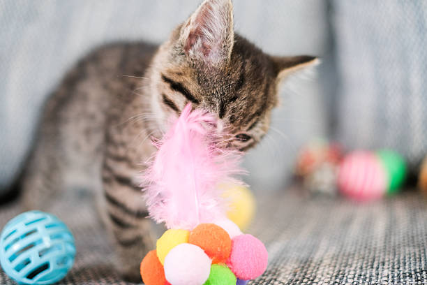istock tabby kitten playing on beige sofa with feather.Playful Kitten with Feather Toy Indoors. 2225809978