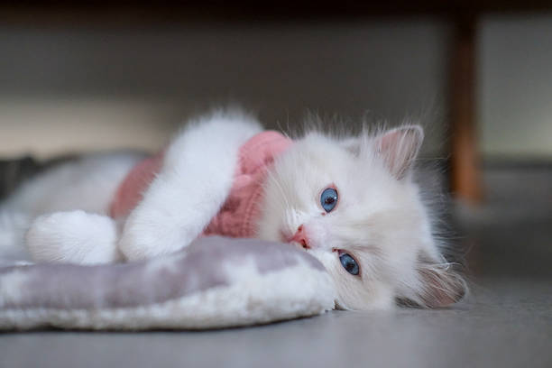 istock 2 months old ragdoll kitten lying on the blanket and looking at the camera, domestic cat 2225810657