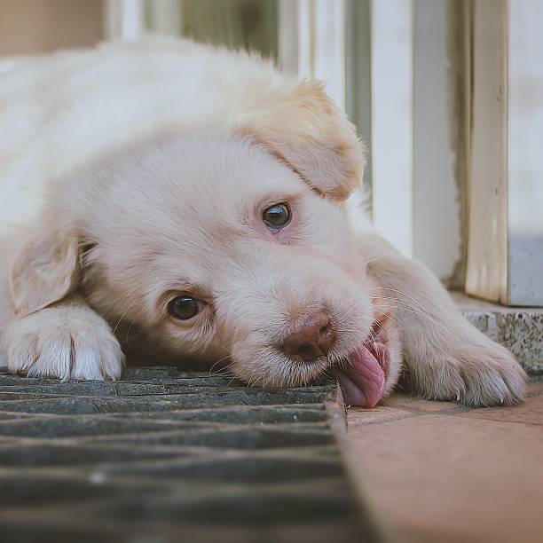 Puppy dog playing
