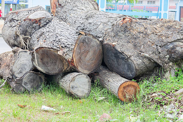Close up view of massive freshly cut tree trunks resting on vibrant green grass, symbolizing urban development and natural resource impact.