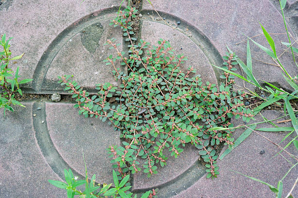 Fresh plant growing out of ground