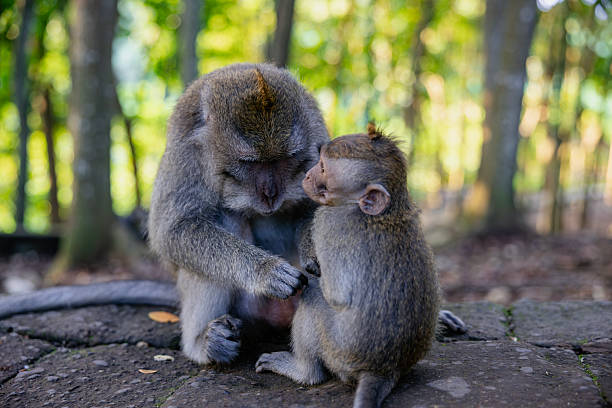 istock Mother and baby monkey sits  at monkey forest, Ubud, Bali, Indonesia. 2225816575