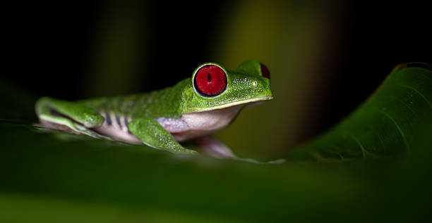 istock Red-eyed Tree Frog in Costa Rica 2225819271