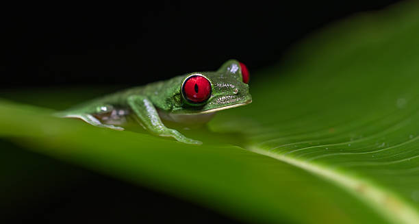 istock Red-eyed Tree Frog in Costa Rica 2225819272