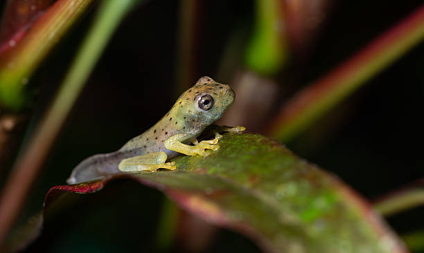 istock A Tree Frog in Costa Rica 2225819274