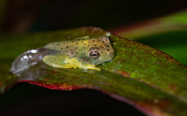 istock A Tree Frog in Costa Rica 2225819284