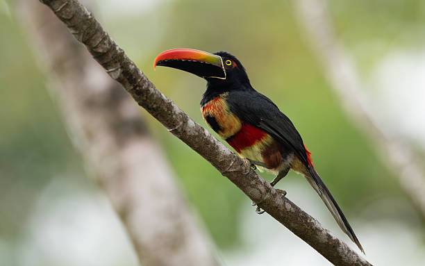 istock Aracari in Costa Rica 2225819287
