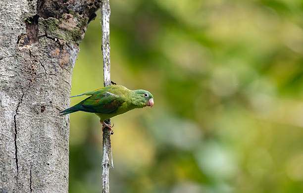 istock A Parakeet in Costa Rica 2225819303