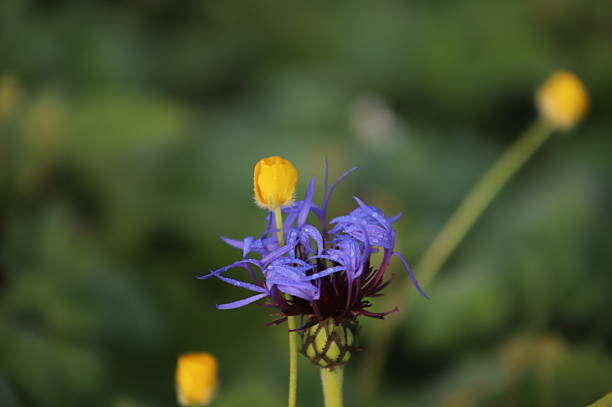 A Purple Flower and tree yellow flowers