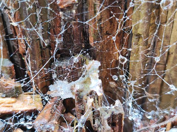 Raindrops caught in a spider web, South Wales UK.
