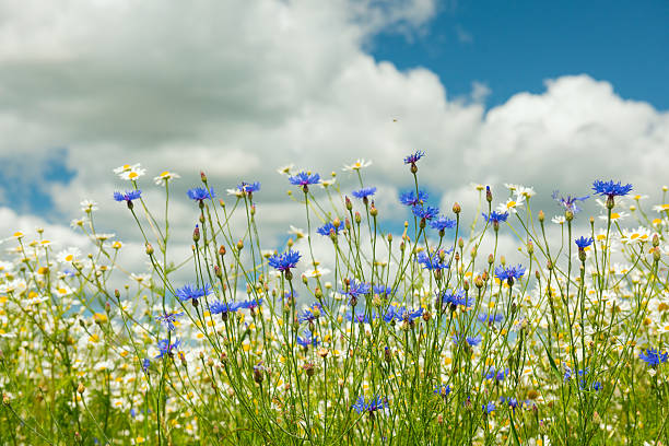 Field of blooming chamomiles and cornflowers under a bright sky with fluffy clouds. Wild summer meadow shot from a low angle. Natural rural beauty and freshness.