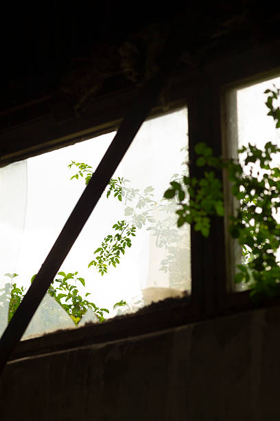 istock There is a window that features a vibrant plant growing out of it 2225826889
