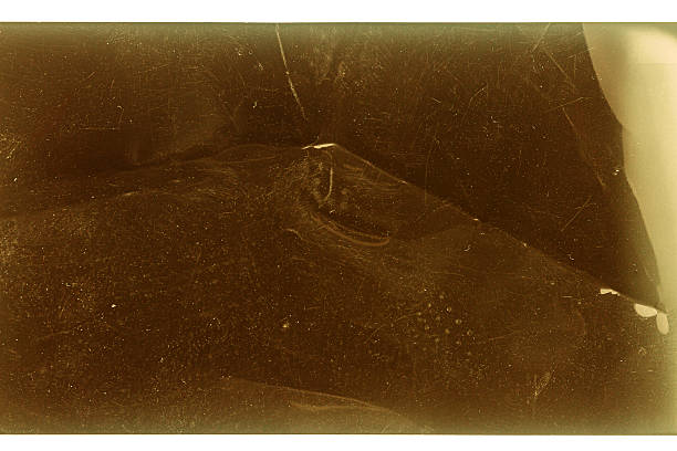 istock 120mm negative film isolated on white 2225827282