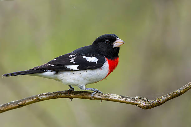 This beautifully detailed side view captures the Rose-breasted Grosbeak in profile, showcasing its iconic coloration and poised elegance. The natural curvature of the branch and subtle background blur give the image a painterly feel - an ideal piece for birding fans or rustic décor.