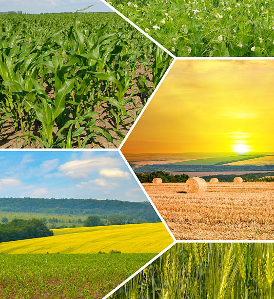 istock Agricultural fields and blue sky. Photo collage. 2225828589