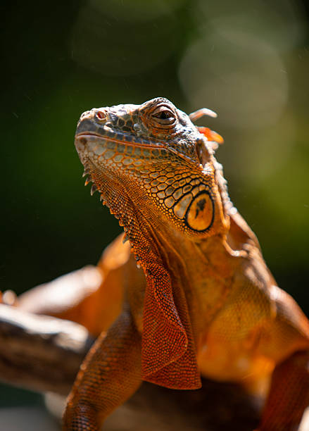 istock A close-up of an orange iguana sunbathing 2225828849