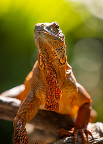 istock A close-up of an orange iguana sunbathing 2225828871