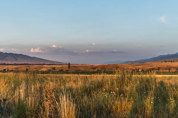 istock Bright summer flowering meadow on a hilly plain at golden hour. 2225829277