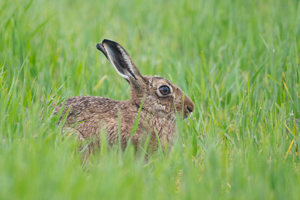 istock Brown hare in long grass. Orkney, UK 2225829471