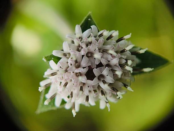 The image of Melanthera nivea, commonly known as Snow Squarestem or Pineland Squarestem.