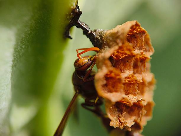 istock paper wasp building a Nest 2225831201